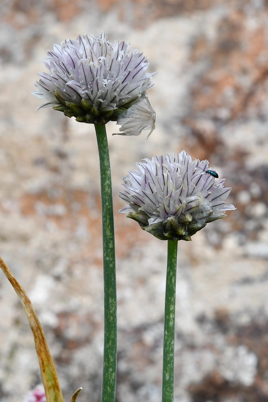 Изображение особи Allium karelinii.