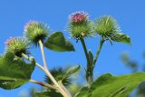 Arctium lappa