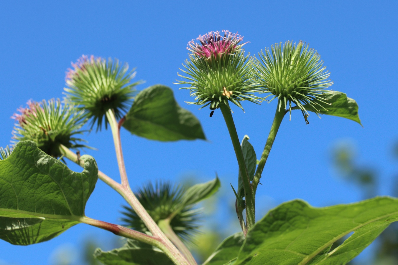 Изображение особи Arctium lappa.