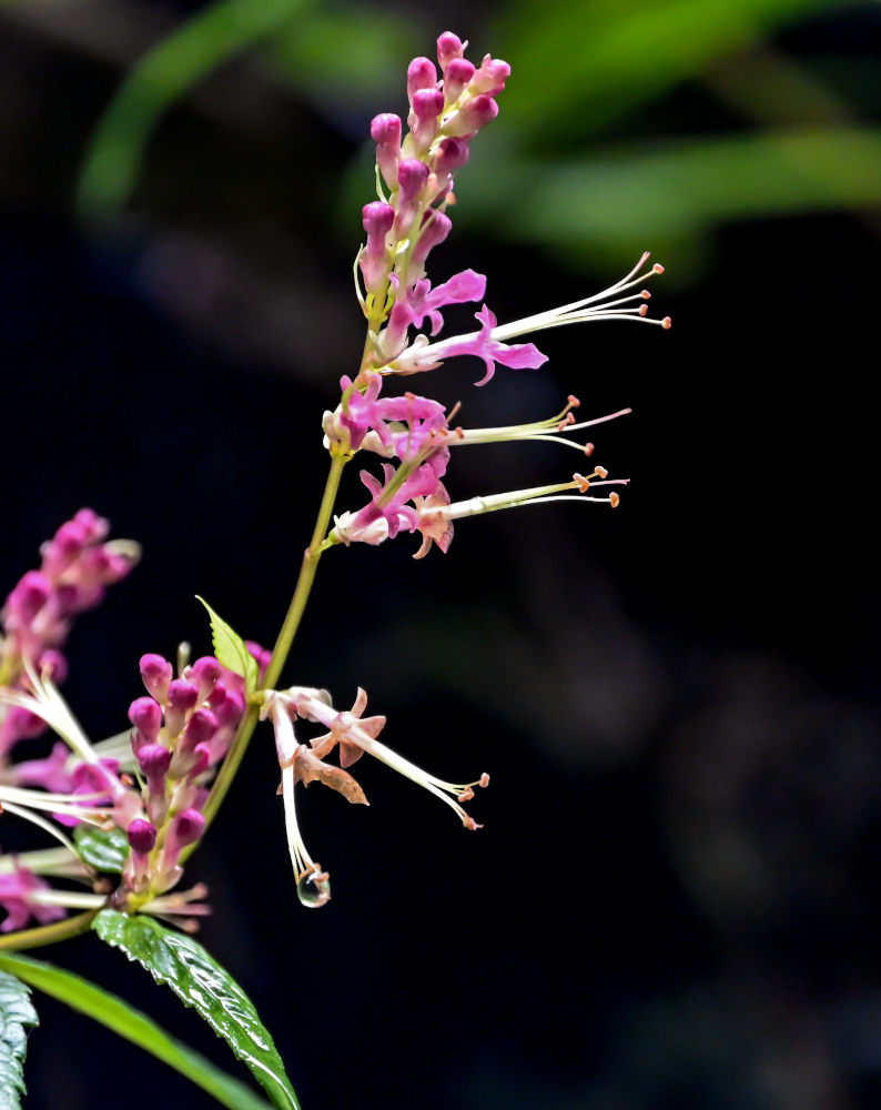 Image of Teucrium ornatum specimen.