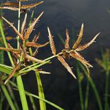 Juncellus serotinus. Фрагмент соплодия. Краснодарский край, г. Адлер, пойма р. Мзымта, берег небольшого ручейка. 09.09.2023.