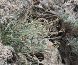 Смотреть изображение Matthiola integrifolia