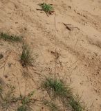 Смотреть изображение Koeleria grandis