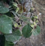 Смотреть изображение род Rosa