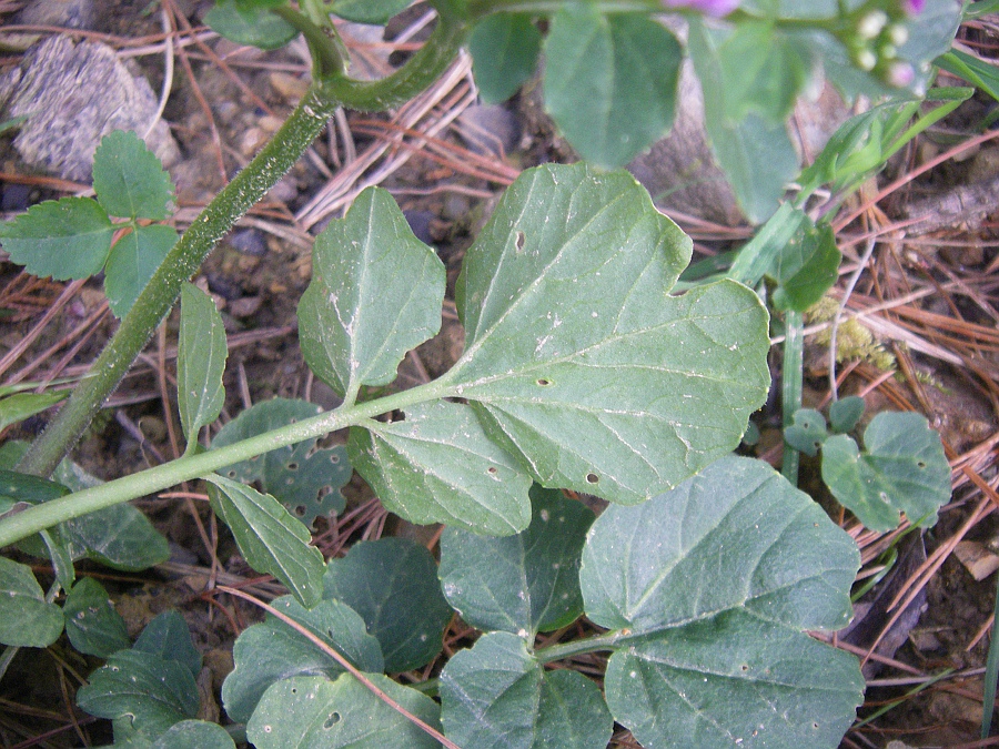 Image of Cardamine raphanifolia specimen.