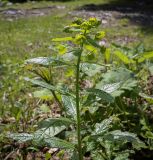 Смотреть изображение Euphorbia oblongifolia