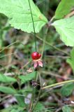 View full-size image Rubus saxatilis