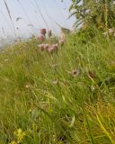 View full-size image Erigeron orientalis