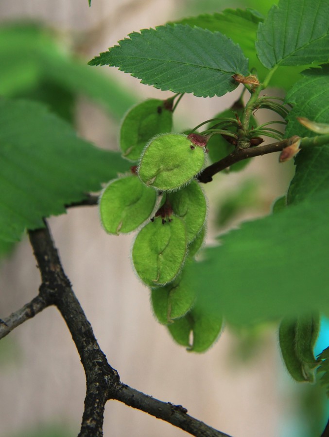 Изображение особи Ulmus laevis.