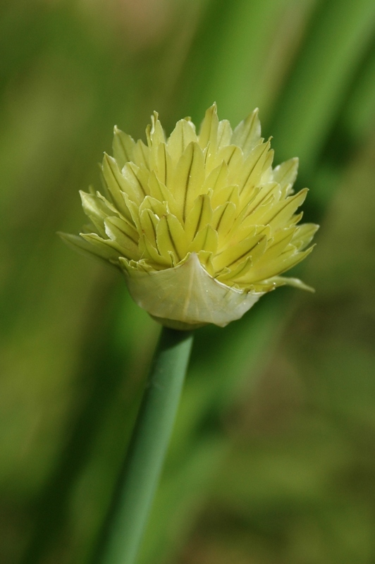 Image of Allium kaufmannii specimen.