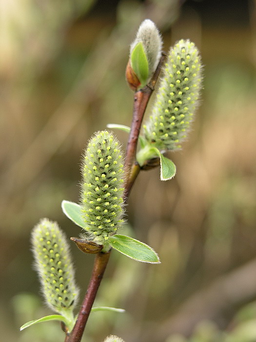 Image of Salix phylicifolia specimen.