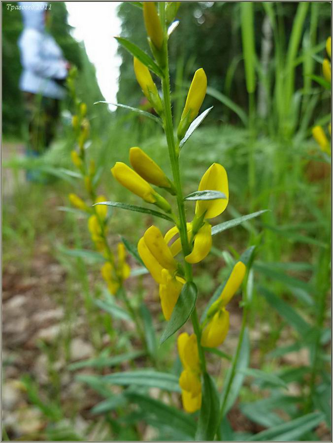 Image of Genista tinctoria specimen.