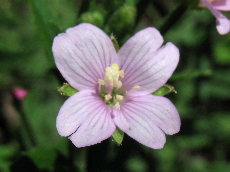 Image of Epilobium parviflorum specimen.