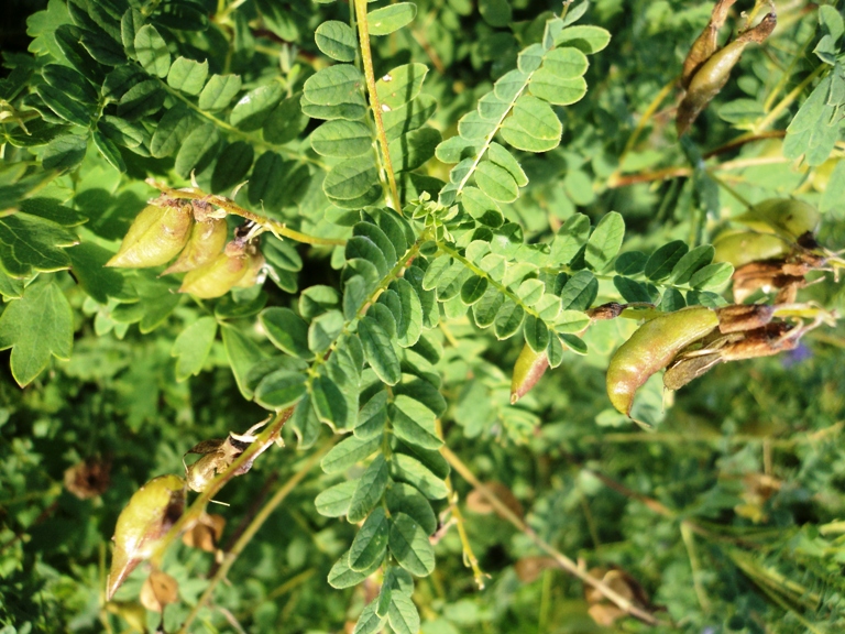 Image of Astragalus propinquus specimen.