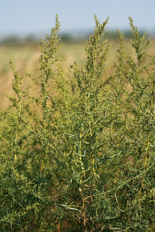 Image of Artemisia dracunculus specimen.