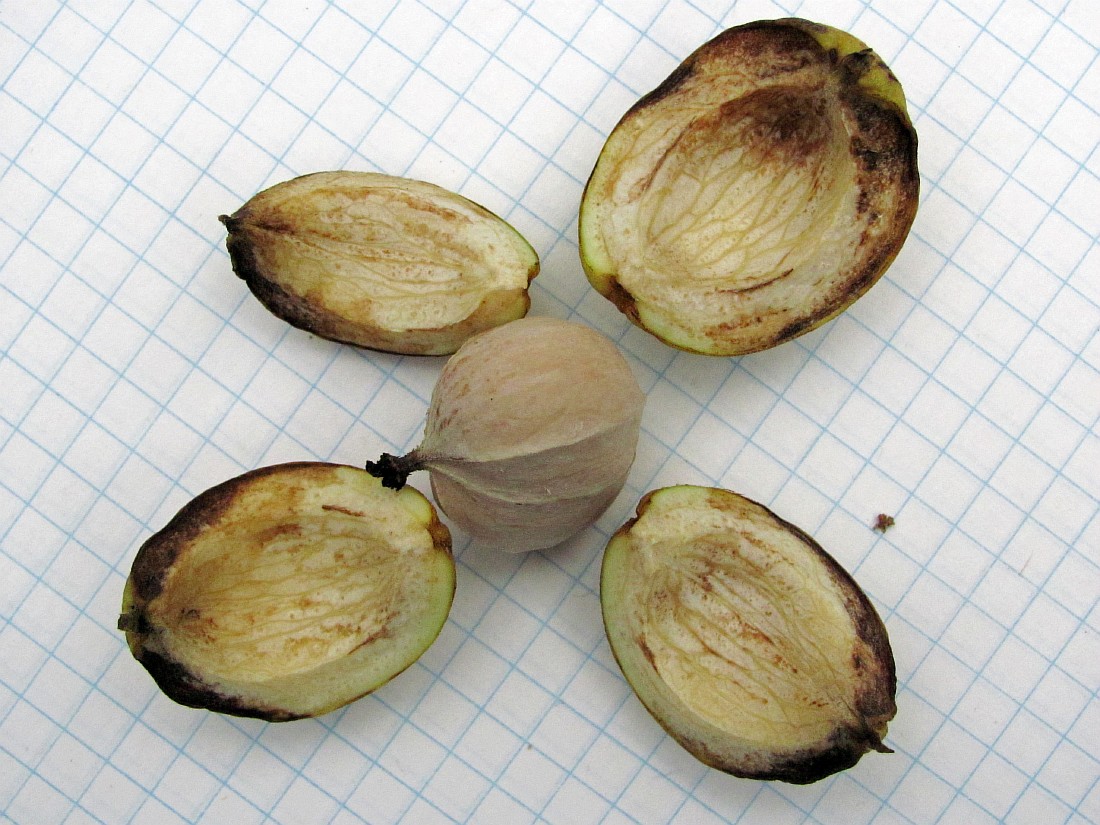 Image of Carya ovata specimen.