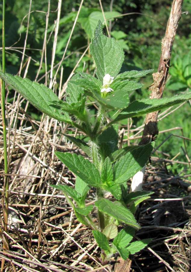 Image of Galeopsis bifida specimen.