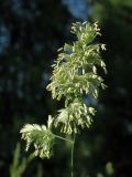 Dactylis glomerata. Соцветие. Смоленская обл., Смоленский р-н, пос. Каспля. 16.06.2011.