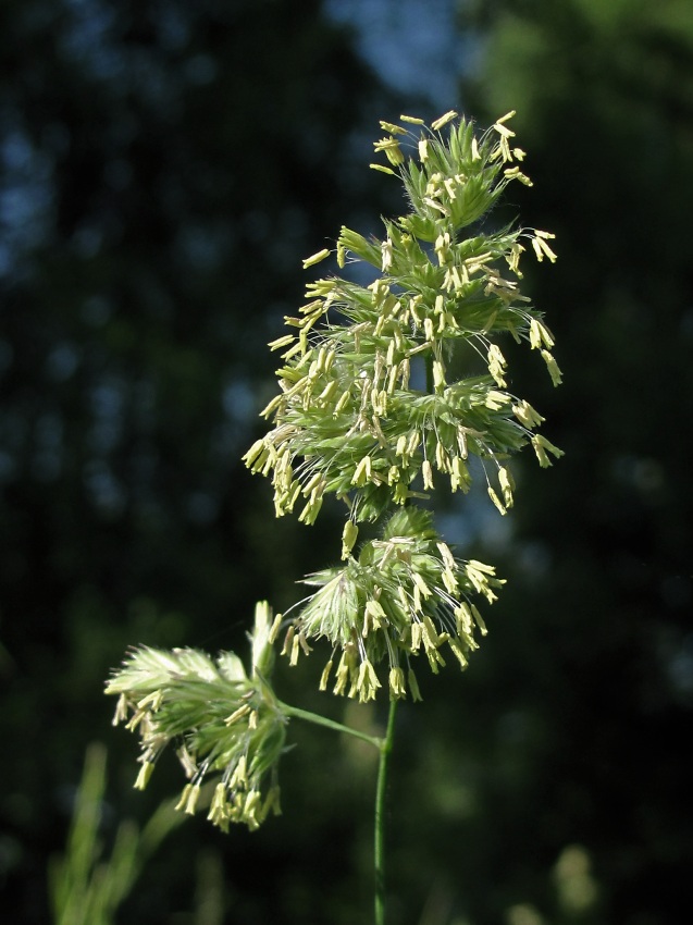 Изображение особи Dactylis glomerata.