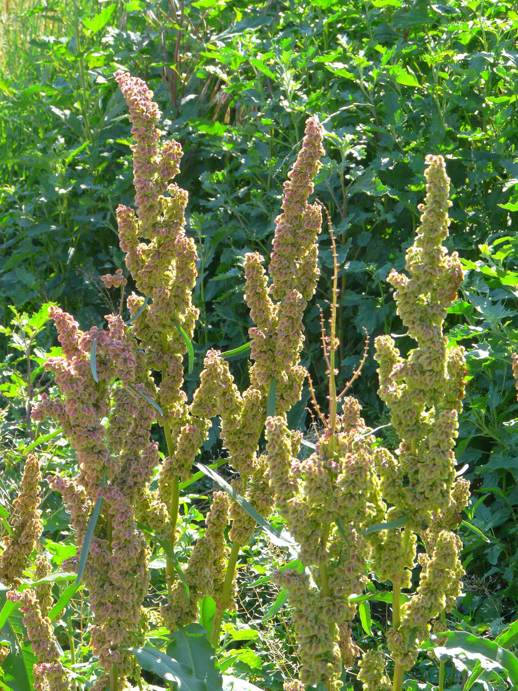 Image of genus Rumex specimen.