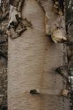 Betula papyrifera