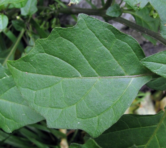 Изображение особи Solanum nigrum.