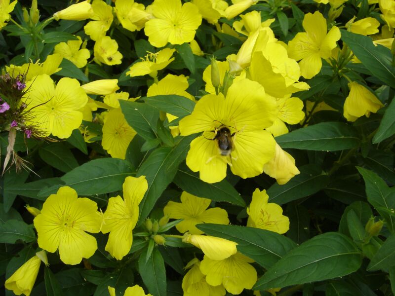 Image of Oenothera tetragona specimen.