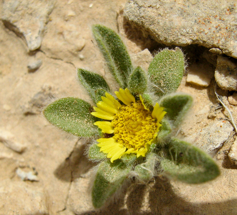 Image of Asteriscus hierochunticus specimen.