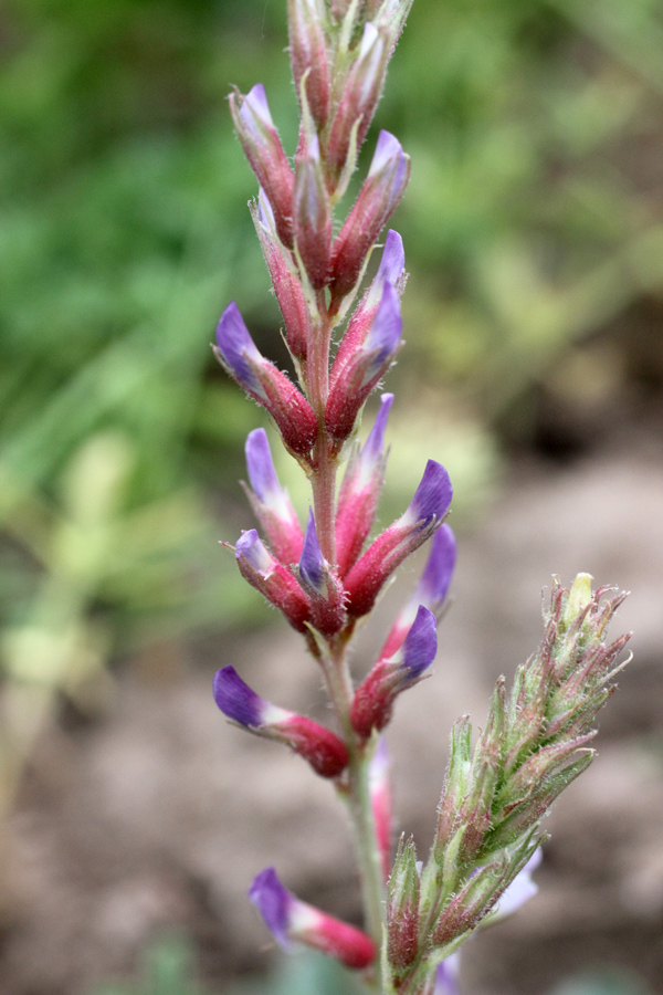 Image of Glycyrrhiza laxissima specimen.