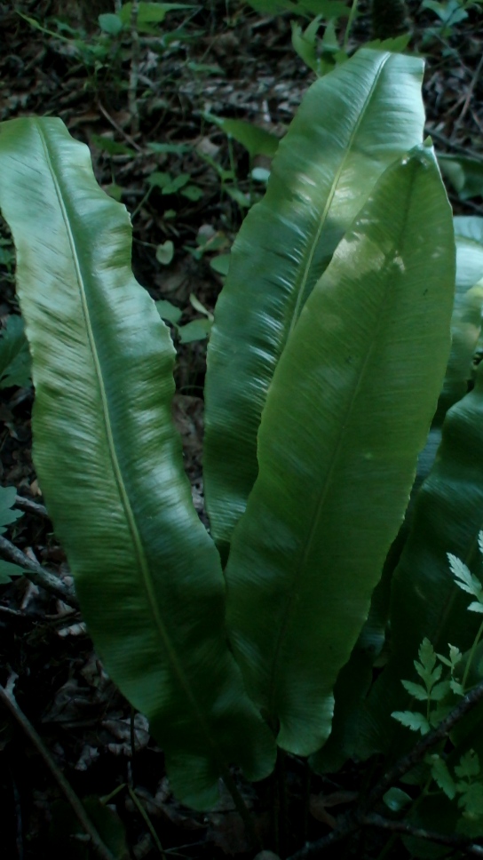 Изображение особи Phyllitis scolopendrium.