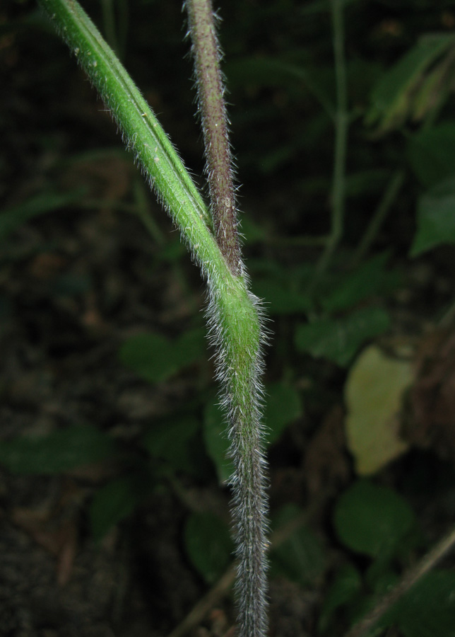 Изображение особи Chaerophyllum temulum.