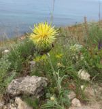Centaurea salonitana. Соцветие. Крым, Тарханкутский п-ов, урочище Джангуль. 29 июня 2012 г.
