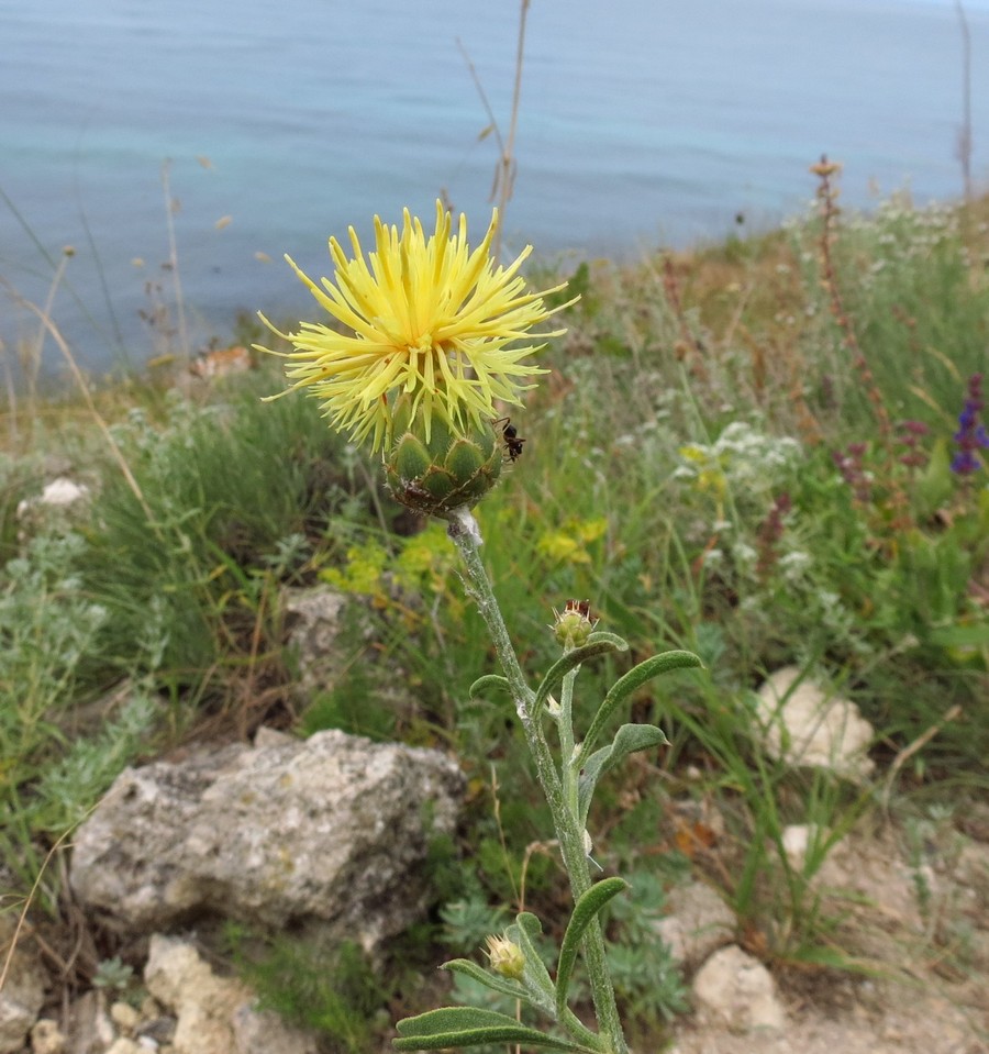 Изображение особи Centaurea salonitana.