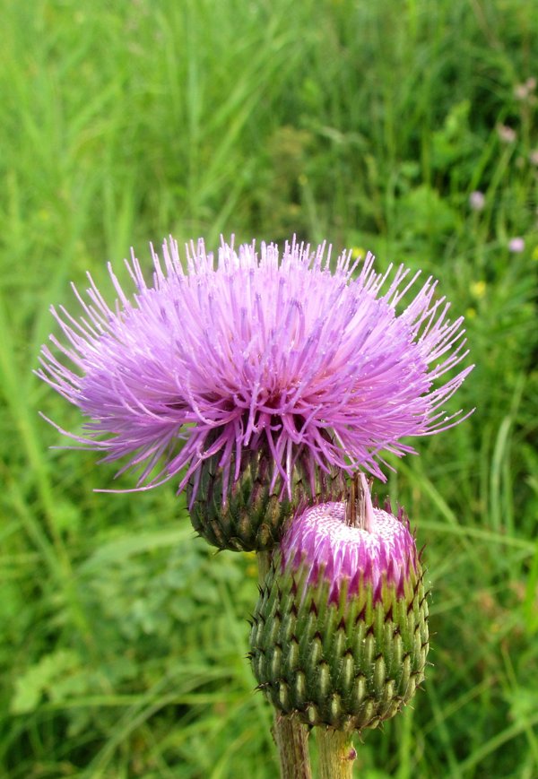 Image of Cirsium heterophyllum specimen.