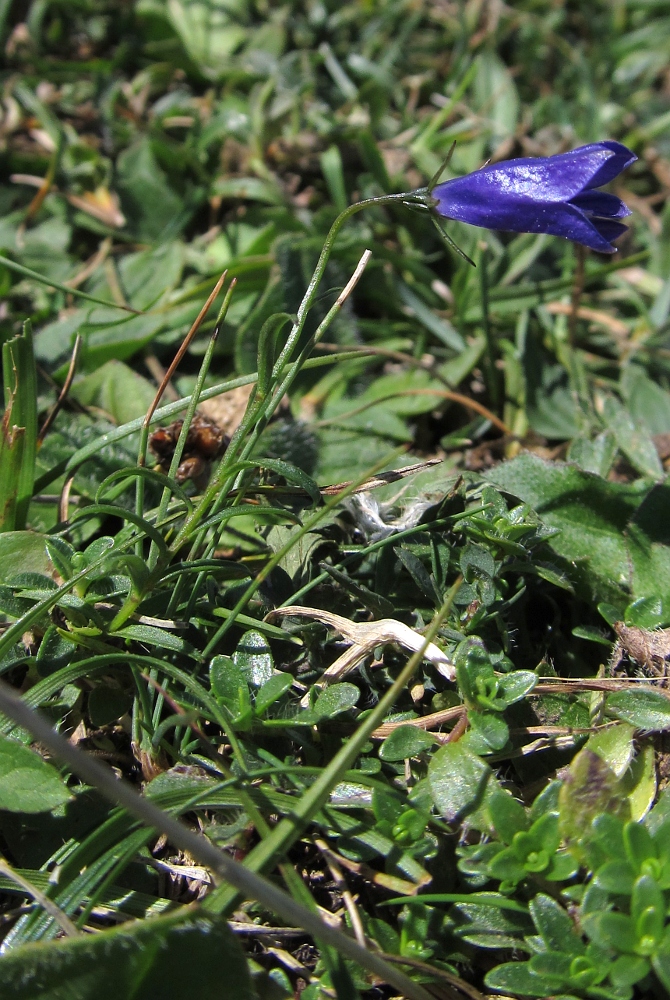 Image of Campanula scheuchzeri specimen.