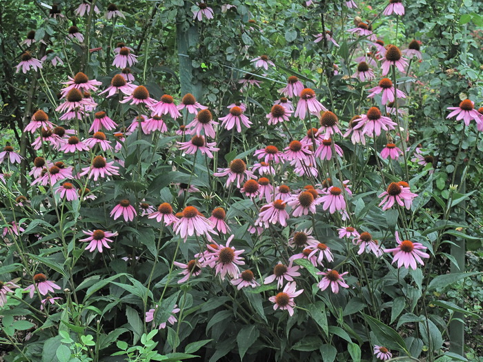 Изображение особи Echinacea purpurea.