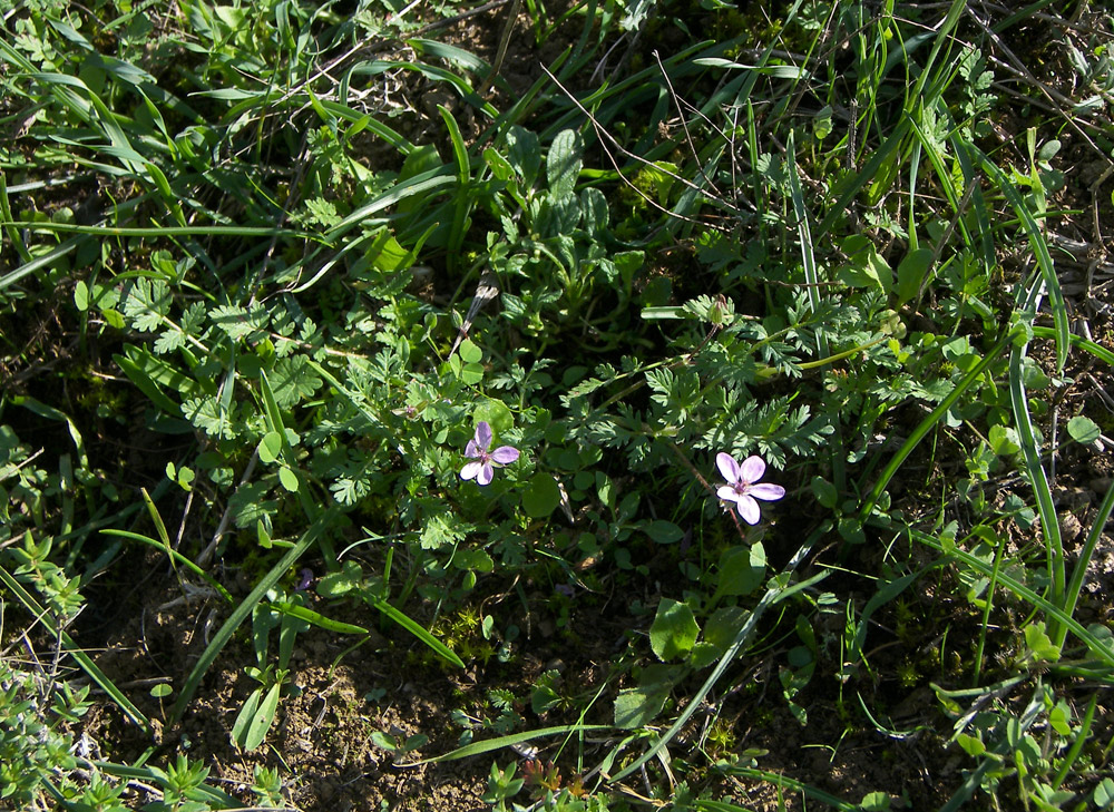 Изображение особи Erodium cicutarium.