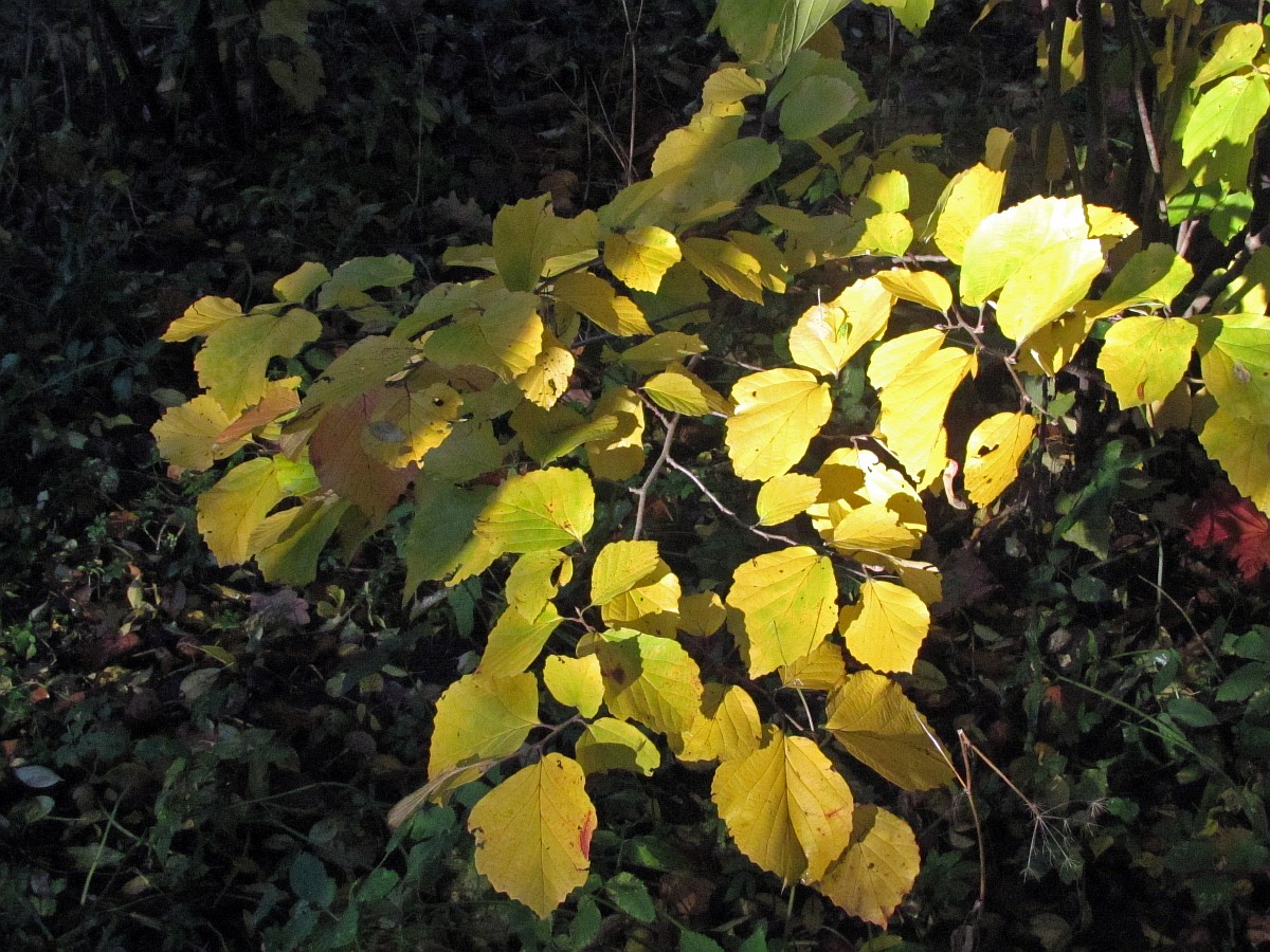 Image of Hamamelis japonica specimen.