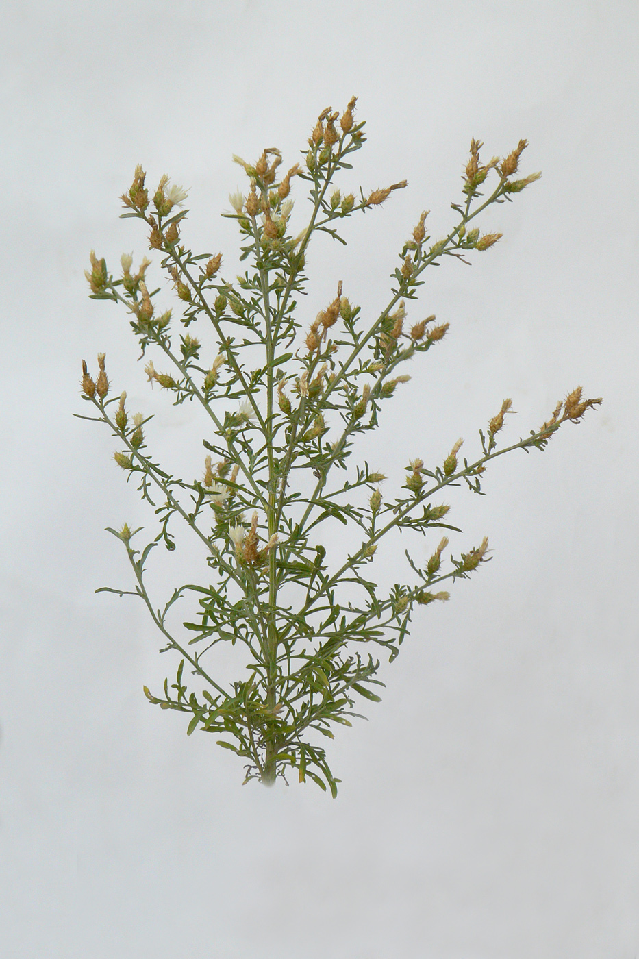 Image of Centaurea diffusa specimen.