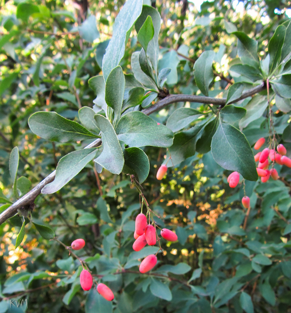 Image of genus Berberis specimen.