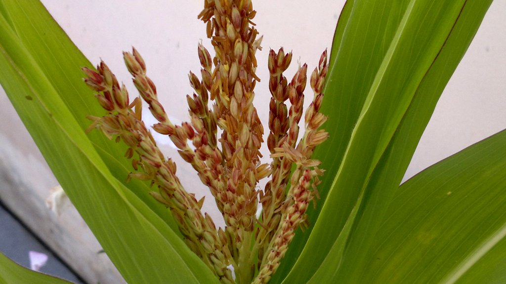 Image of Zea mays specimen.