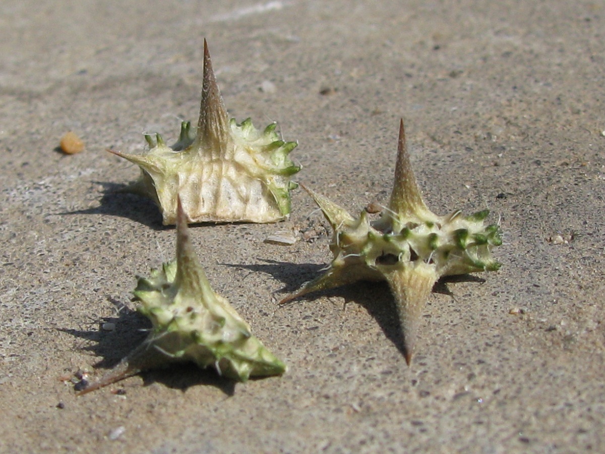 Image of Tribulus terrestris specimen.