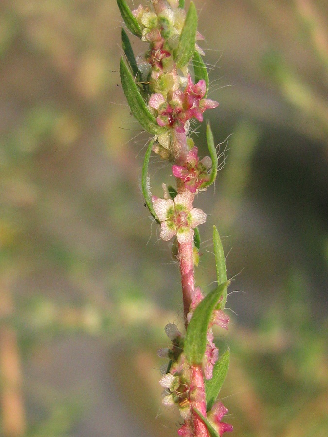 Image of Bassia scoparia specimen.