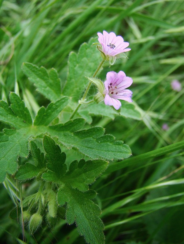 Image of Geranium divaricatum specimen.