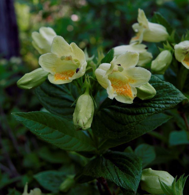 Image of Weigela middendorffiana specimen.