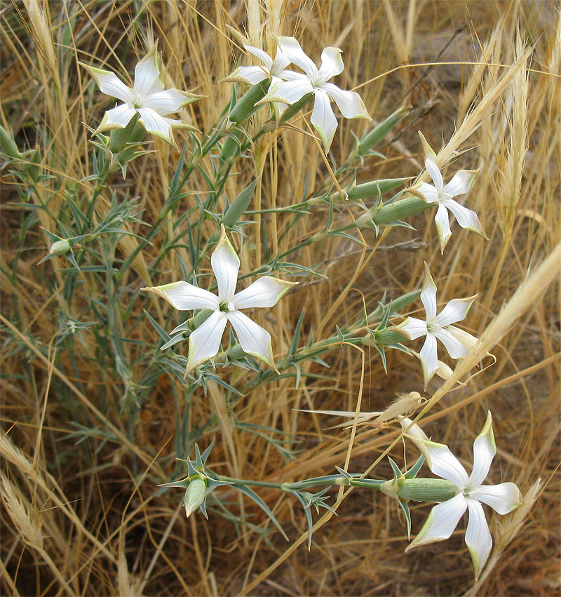 Image of Dianthus monadelphus specimen.