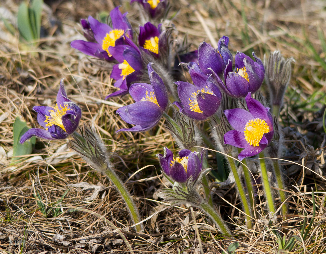 Image of Pulsatilla patens specimen.