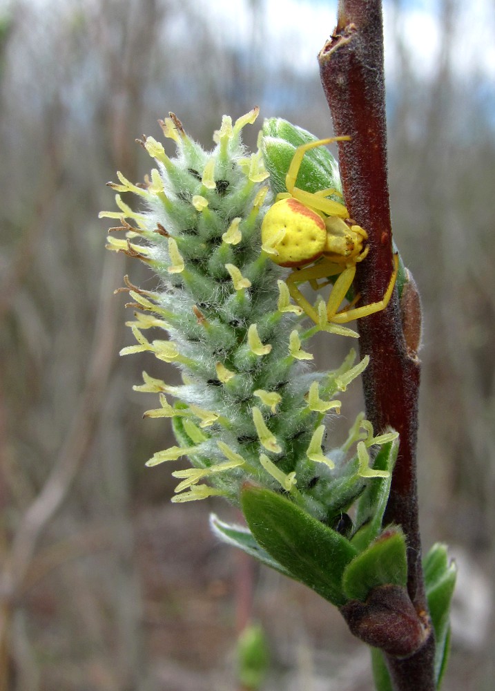 Image of Salix gmelinii specimen.