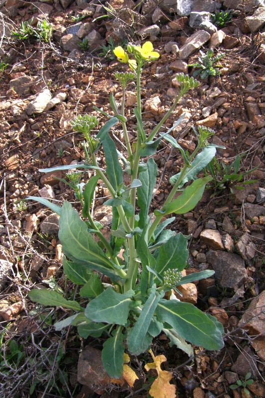 Image of Brassica napus specimen.