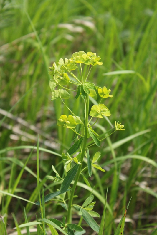 Изображение особи Euphorbia esula.